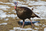 Wild Turkey