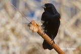 Red-winged Blackbird (male)