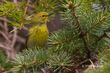 Pine Warbler