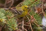 Pine Warbler