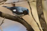 Black-throated Blue Warbler (male)