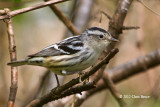 Black-and-White Warbler (female)