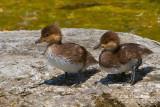 Hooded Merganser Chicks