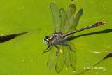Lilypad Clubtail (<em>Arigomphus furcifer</em>)