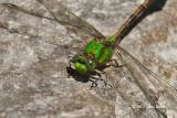 Rusty Snaketail (<em>Ophiogomphus rupinsulensis</em>)