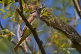 Great Crested Flycatcher