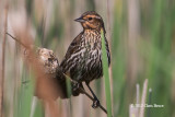 Red-winged Blackbird (female)