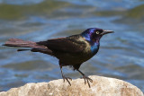 Common Grackle