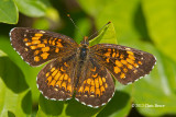 Harriss Checkerspot (<em>Chlosyne harrisii</em>)