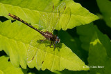 Lancet Clubtail (<em>Gomphus exiles</em>)