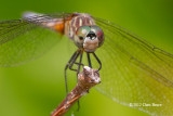 Blue Dasher (<em>Pachydiplax longipennis</em>)