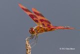 Halloween Pennant (<em>Celithemis eponina</em>)