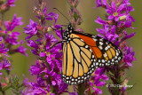 Monarch (<em>Danaus plexippus</em>)