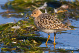 Buff-breasted Sandpiper