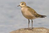 American Golden Plover