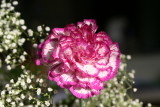 IMG_3617.JPG