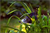 Theres an Italian Greyhound in the Flower Bed!