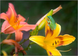 A Tree Frog and Daylilies
