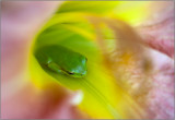 Baby Tree Frog Hidding in Daylily Throat