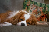 I just had a dream that a really big cat was sneaking up on me!