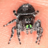 Phidippus audax