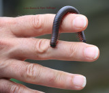 Big Millipede