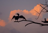 Cormorant and Cloud