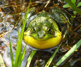 Green Frog Croaking - Rana clamitans