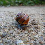 Why did the snail cross the road?