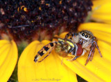hoverfly for breakfast