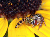 hoverfly for breakfast 