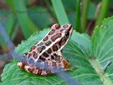 Cute little pickerel frog in Donnas garden.