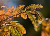 Dawn Redwood