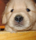 A wet nose