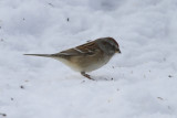 American Tree Sparrow