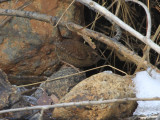 Winter Wren