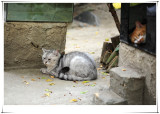 侯硐 & 雙叟貓餐廳 Cat Village & Cat Cafe