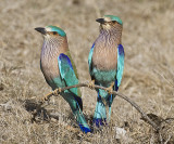 Indian Rollers--seeing double?