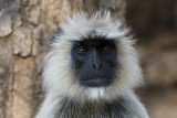 Langur Monkey