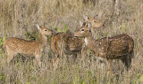 Spotted Deer