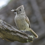 Oak Titmouse takes food to chick
