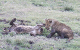 Cubs playing