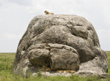 Lion group on rock