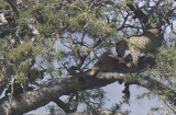 Leopard  cub heads for moms kill