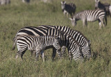 Zebra family eats