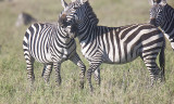 Zebras fight