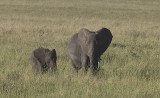 Elephant pair