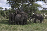 Elephants under a tree
