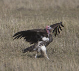 Lappet-faced Vulture