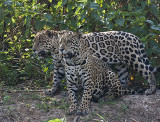 Jaguar son and father hunt together